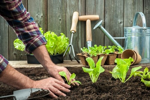 A person planting young lettuce and leafy greens in dark, rich soil within a backyard garden space, with a wooden fence in the background. The garden includes additional small plants in biodegradable pots, and garden tools such as a hand trowel, garden rake, and a watering can are visible nearby. The scene is outdoors on a slightly overcast day, highlighting the natural textures of the soil, vibrant green plantings, and wooden fencing. The garden layout features a cultivated bed for vegetables, bordered by a weathered wooden surface underneath. This setting showcases typical elements of outdoor gardening and plant cultivation, consistent with services offered by Hedge Trimming Plaistow in the local area.