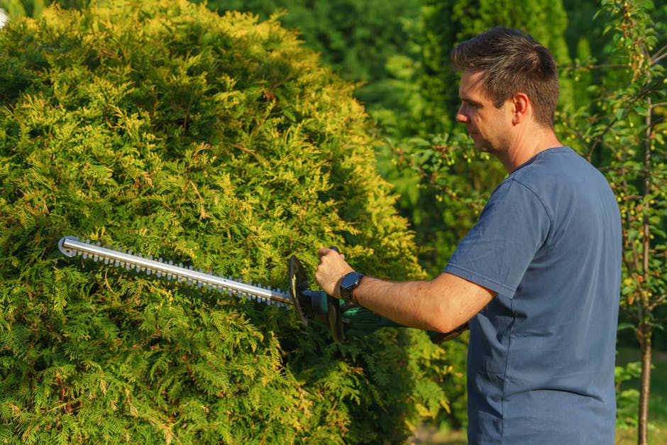 A man wearing a blue T-shirt is trimming a dense green hedge with electric hedge shears in a garden during daytime. The hedge has a mix of bright and darker green foliage, with some small flowering br